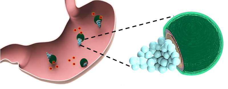 Drug-delivering micromotors treat their first bacterial infection in the stomach