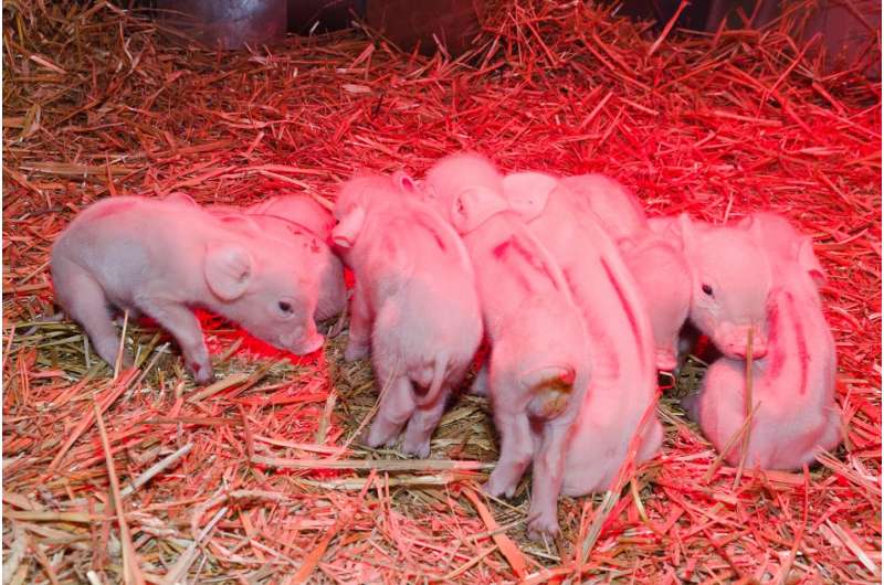 Drug resistance in an intestinal parasite of piglets confirmed for the first time