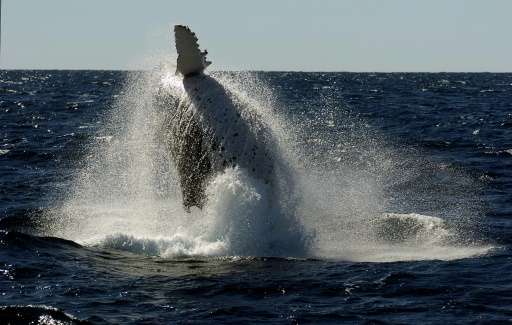 Each year humpback whales migrate north from the Antarctic to the warmer climate off Australia's coastline to mate and give birt