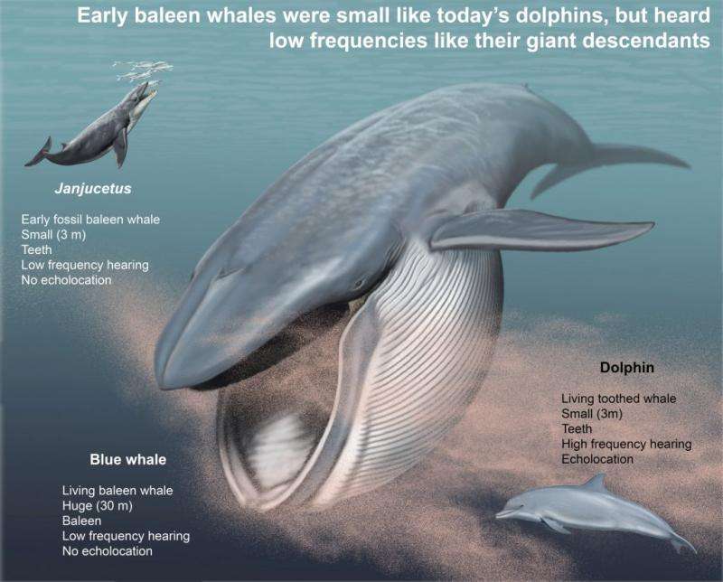 Early baleen whales contended for title of ocean’s Barry White