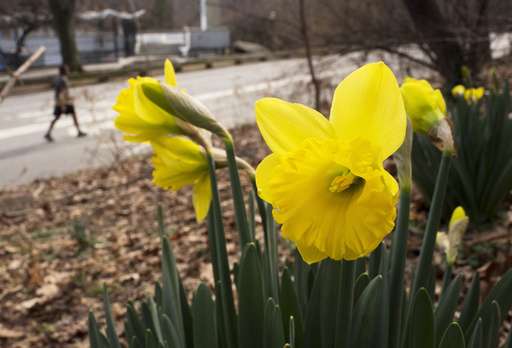 Early bird special: Spring pops up super early in much of US (Update)