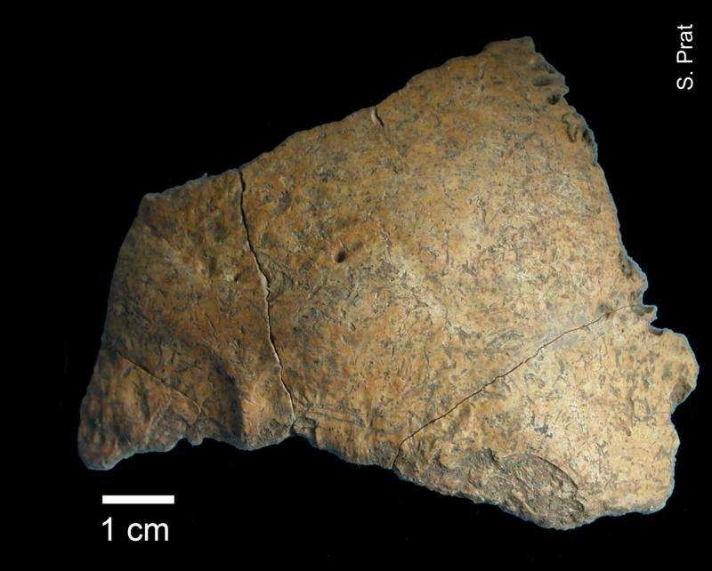 Early modern humans consumed more plants than Neanderthals but ate very little fish