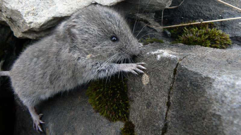 Early onset of winter triggers evolution towards smaller snow voles in Graub&amp;#252;nden