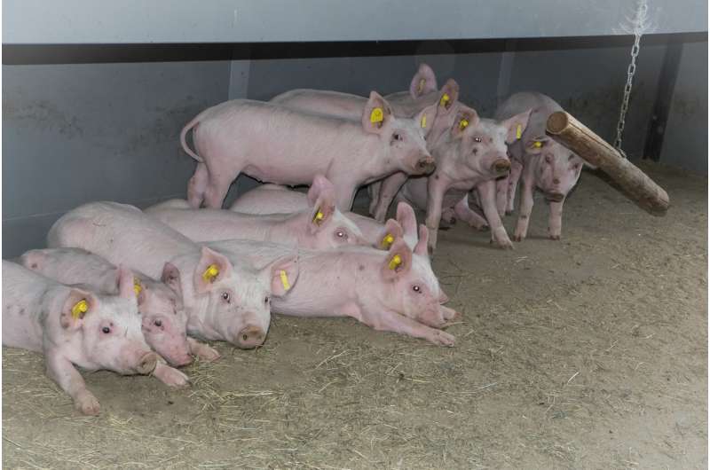 Earth-air heat exchanger best way to protect farm animals in livestock buildings against the effects of climate change