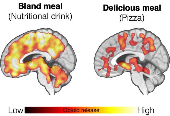 Eating triggers endorphin release in the brain
