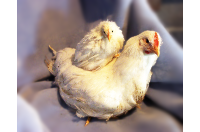 Eat more chicken: Scientists hone in on genetics behind chicken weight adaptation