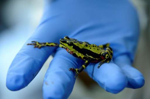 Ecuador is promoting an &quot;ethical&quot; bio trade of rare and colorful frogs and toads for the global pet market and with ed