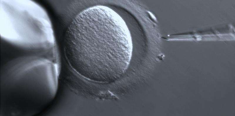 Editing human embryos with CRISPR is moving ahead – now's the time to work out the ethics