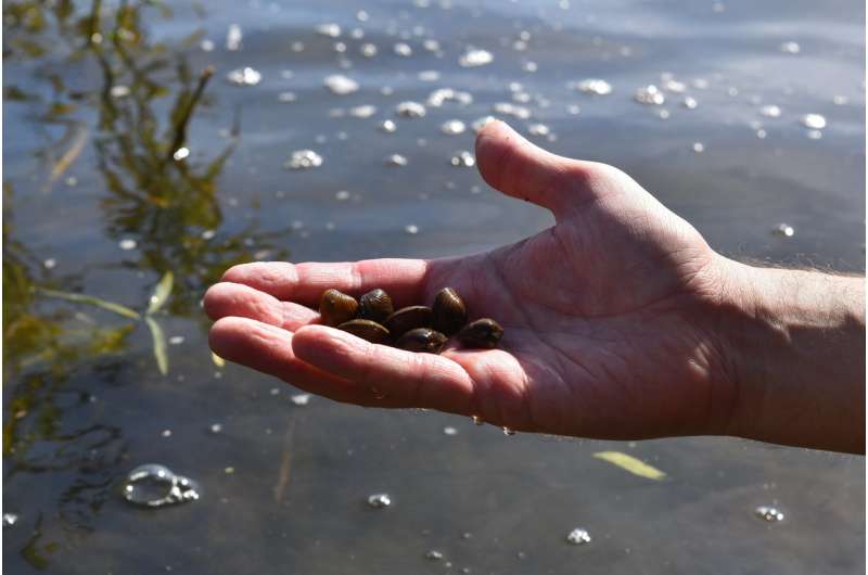 eDNA tool detects invasive clams before they become a nuisance