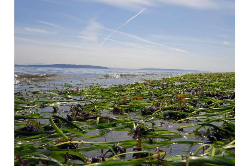 Eelgrass in Puget Sound is stable overall, but some local beaches suffering