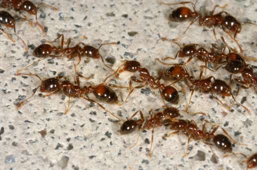 Efforts aim to limit the spread of fire ants in the US