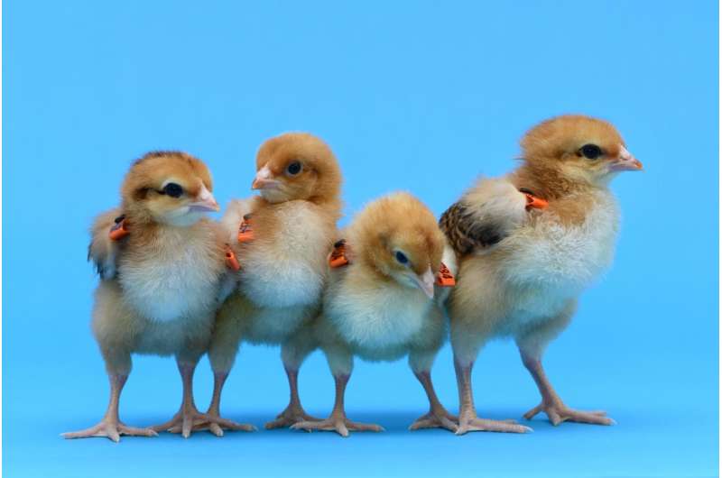 Egg-free surrogate chickens produced in bid to save rare breeds