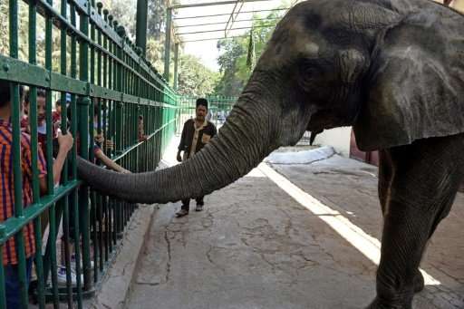 Egyptian children pet an elephant at Giza Zoo in Cairo, Africa's oldest