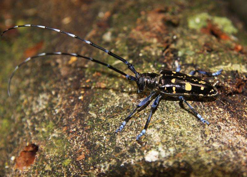Eight European countries fight against the Asian longhorned beetle