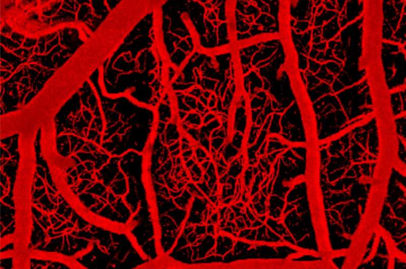 Electrical 'switch' in brain's capillary network monitors activity and controls blood flow