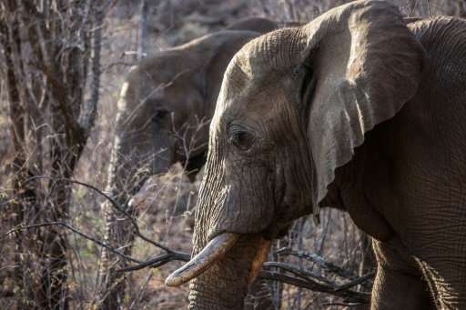 Elephants in South Africa photographed in September 2016