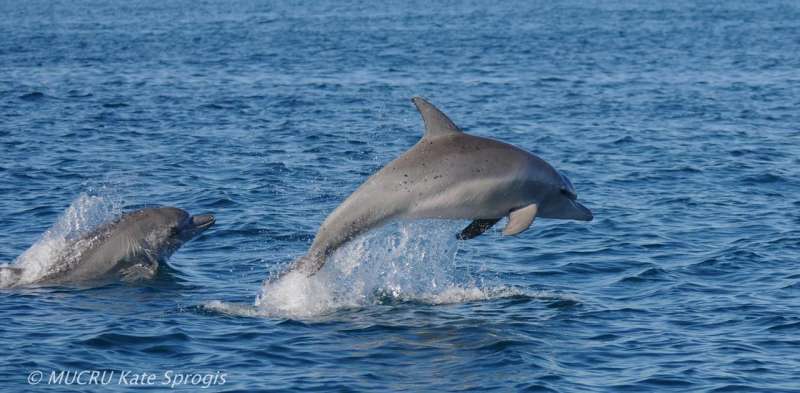 El Niño in the Pacific has an impact on dolphins over in Western Australia