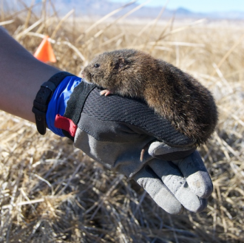 Endangered Amargosa Voles Need More Than a Rainy Day