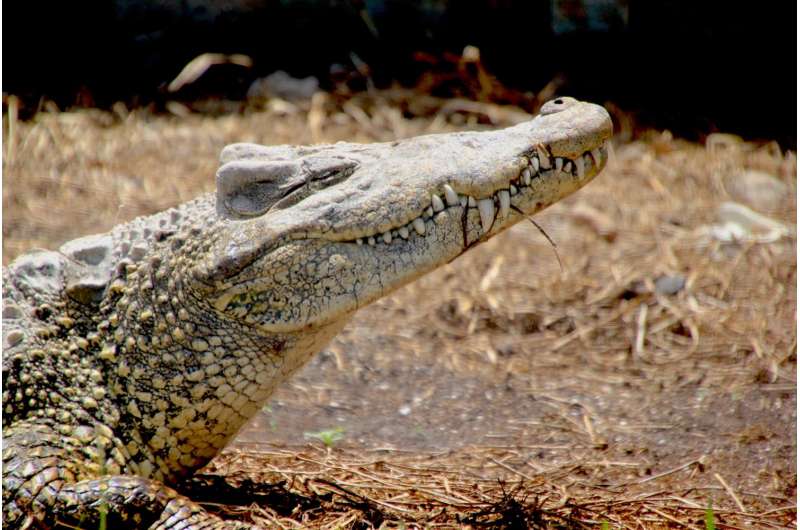 Endangered Cuban crocodiles come home