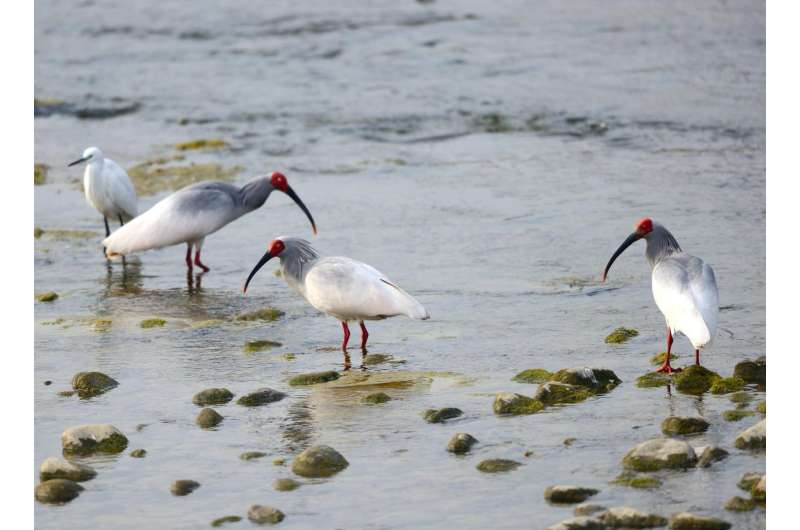 Endangered ibises benefit from joining egret flocks