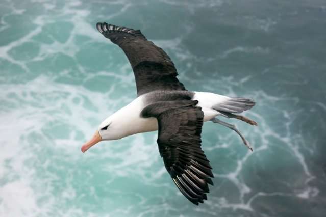 Engineers identify key to albatross’ marathon flight