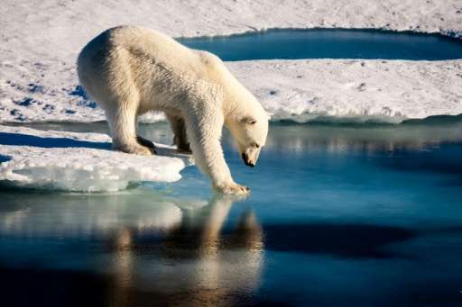 Environment: Man-made warming is mainly to blame for the loss of Arctic sea ice, a new study says. The ice is essential for pola