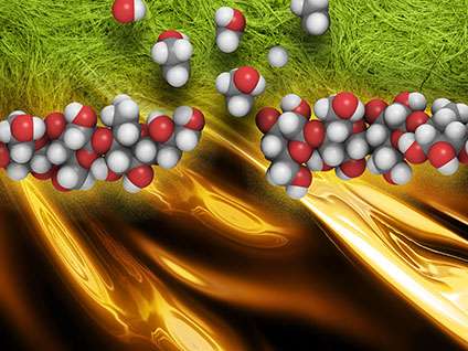 Enzyme shows promise for efficiently converting plant biomass to biofuels