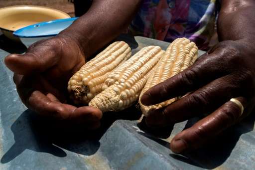 Essential for food security in large parts of Africa, maize is particularly vulnerable to the fall armyworm larvae, which burrow