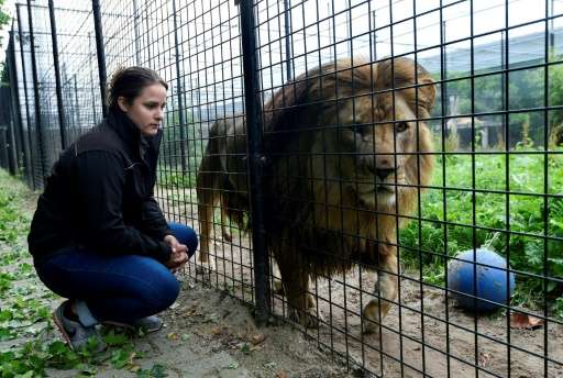 Established in 2011 by a passionate businessman, the Stichting Leeuw (Lion Foundation) refuge in The Netherlands is looking afte