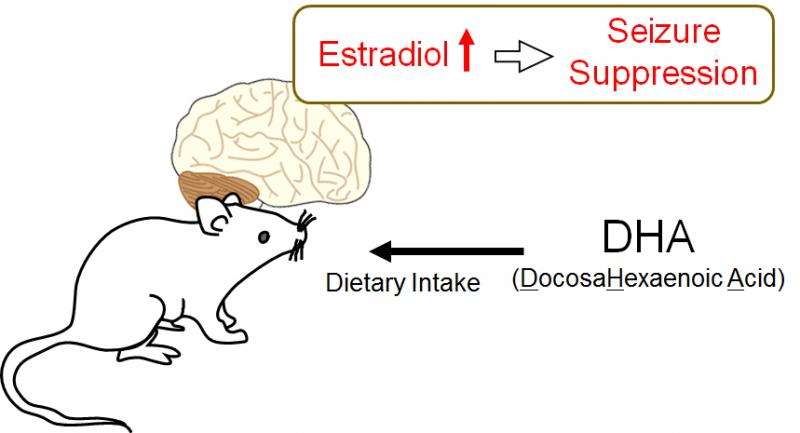 Estrogen-mediated brain protection directly linked to intake of fatty acids found in oils