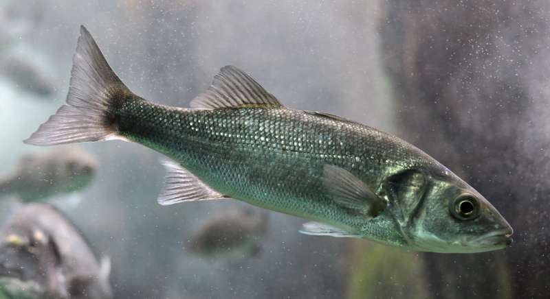European sea bass show chronic impairment after exposure to crude oil