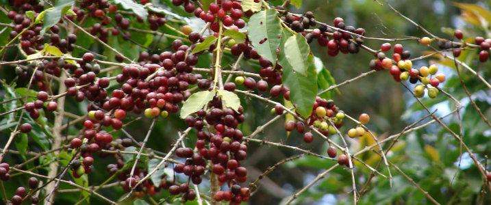 Even short-duration heat waves could lead to failure of coffee crops