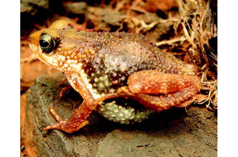 Exceptional reproductive biology in extremely restricted critically endangered Nimba toad