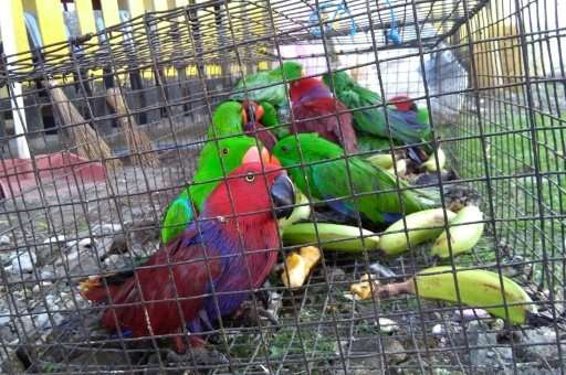 Exotic birds, like the eclectus parrots seen here, are usually poached and trafficked by smuggling gangs for sale as pets and as