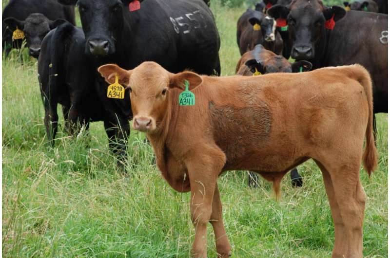 Fall calving season may yield higher returns for southeastern beef producers