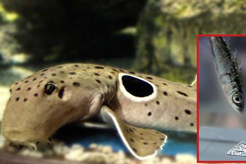 False eyespots intimidate predators, researchers find
