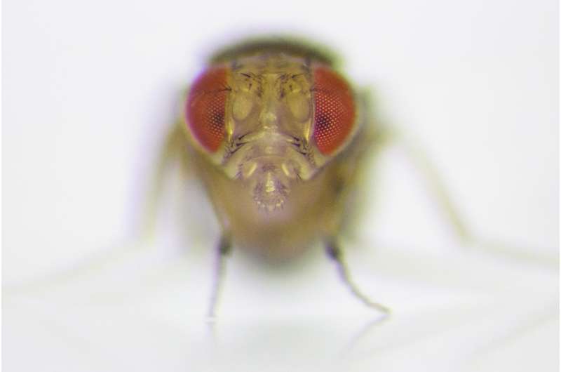 Family break-ups lead to domestic violence in fruit fly relationships