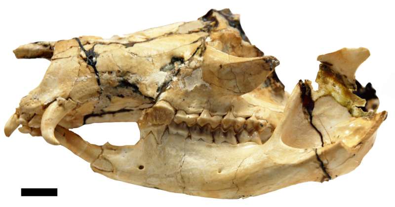 Fanged kangaroo research could shed light on extinction