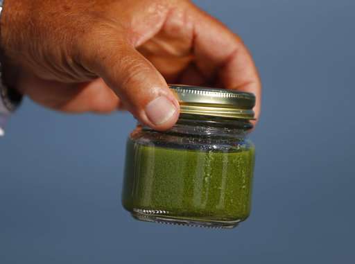 Farm runoff and the worsening algae plague