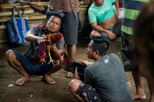 Far off the Indonesian resort island's tourist trail, the heavily-tattooed men gather at a clandestine site where birds battle e