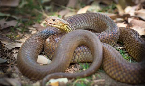 Fatal snake bites in Australia—facts, stats and stories