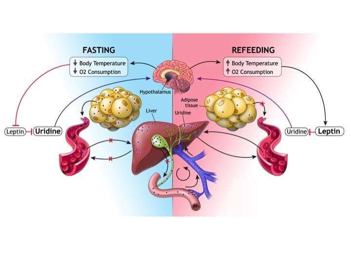 Fat cells step in to help liver during fasting