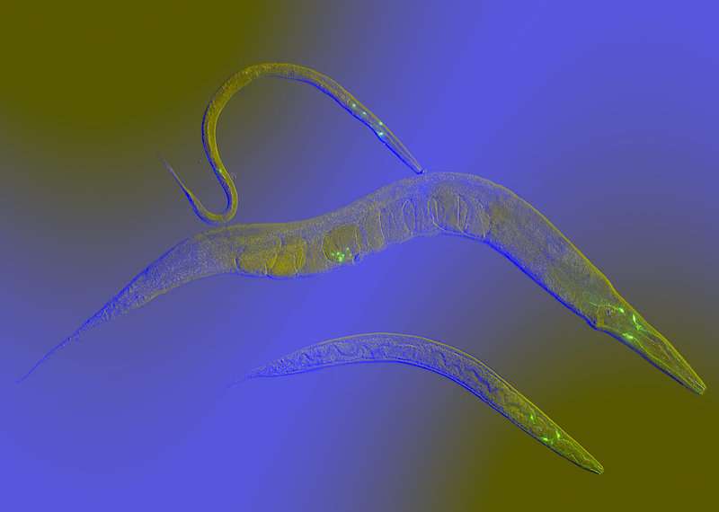 FDA-approved high blood pressure drug extends life span in roundworms