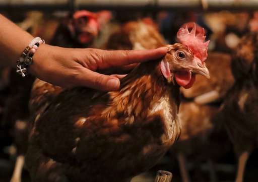 Fear spreads over tainted eggs despite low risk to consumers