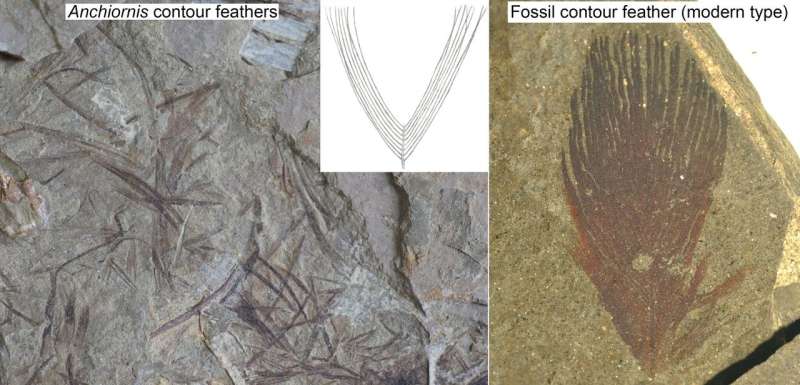 Feathered dinosaurs were even fluffier than we thought