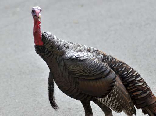 Feathered foes: Resurgent turkeys clash with human neighbors