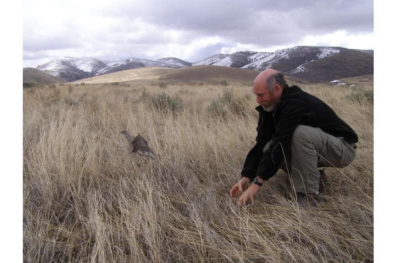 Federally subsidized shrubs, grasses crucial to sage grouse survival in Washington