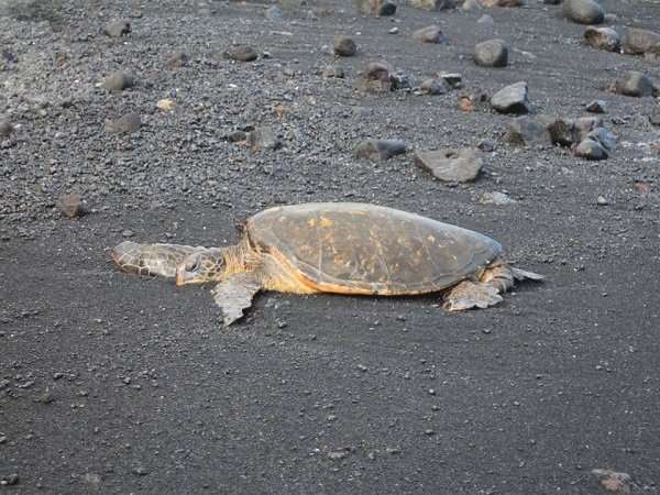 Feeding by humans alters behavior and physiology of green turtles in the Canary Islands