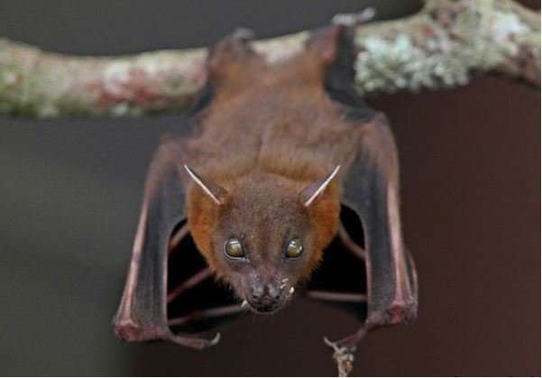 Malaysia bat BAT Malaysia: