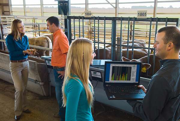 Feed intake study in beef cattle could lead to more efficient breeds